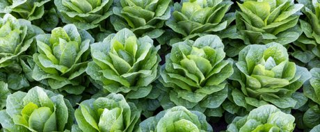 Upright green cos lettuce growing in the neat rows in the field, rijk zwaan variety cercas rz