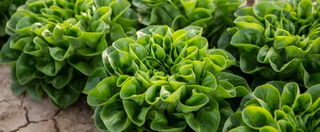 Bright green lettuce growing in cracked earth, in neat rows. Butter leaf variety Gibbard RZ from Rijk Zwaan