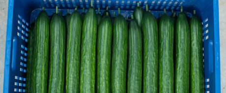 Rijk Zwaan China Launches the Spineless Long Cucumber