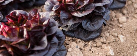 Rijk Zwaan USA launches lettuce variety with new aphid resistance