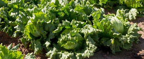 Head of lettuce with wrapper leaves in the field