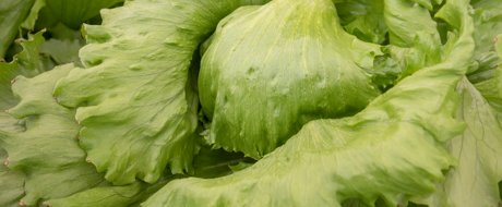 Iceberg lettuce head growing in the field surrounded by leaves