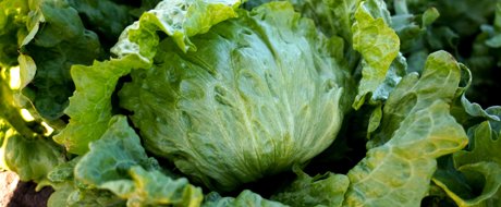 Head of iceberg lettuce with blistered leaves in the field
