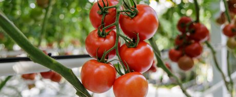 Mondicia TOV tomato growing on truss in glasshouse