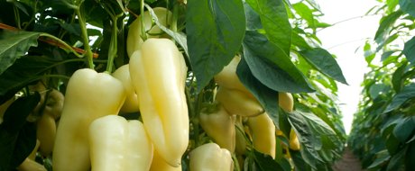 Bravia RZ F1 talajos paprika másodültetésben
