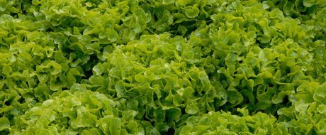 Upright heads of green oak lettuce, high density sowing, close together