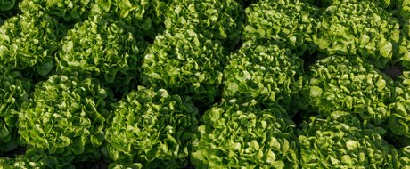 neat high density bed with oak leaf lettuce