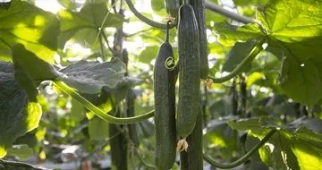 Cucumbers growing, not yet mature, light shining through leaves
