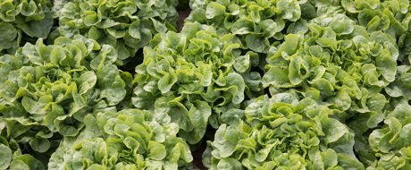 Neat rows of Green oak leaf lettuce heads, growing in high density 