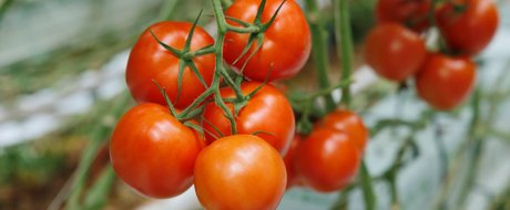 5 tomatoes on a truss, ripe and red