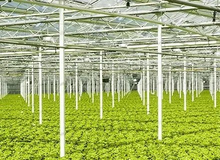 Hydroponic lettuce