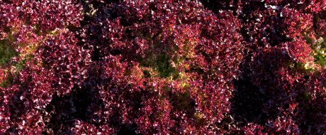 Fluffy frilled deep red incised leaf coral lettuce growing densely together