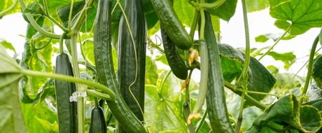 A row of long green dark cucumbers growing