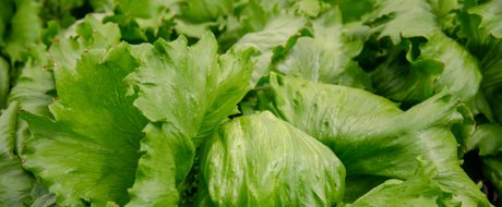 Head of toscanas RZ, iceberg lettuce variety, growing in the field. 