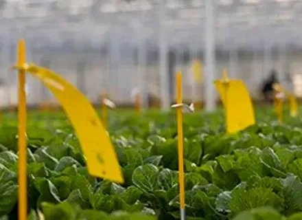 Hydroponic and Open Field Demo