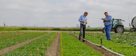Robust spinach varieties are in the pipeline