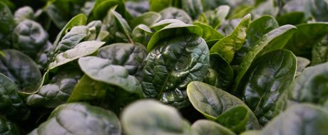 Dark green spinach leaves growing together in the field, variety cabezon RZ