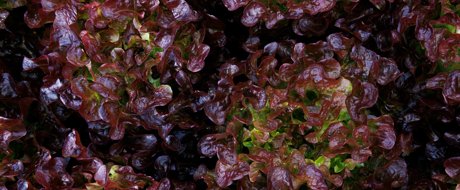 Red oak lettuce, glossy deep red oak shaped leaves