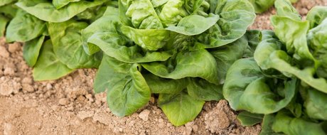 Green baby gem lettuce heads growing in the field