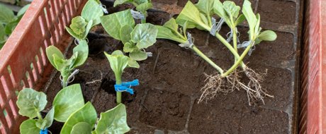 Watermelon rootstock