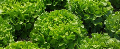Perfect green oak leaf lettuce head, growing in neat rows. Kipling RZ. 