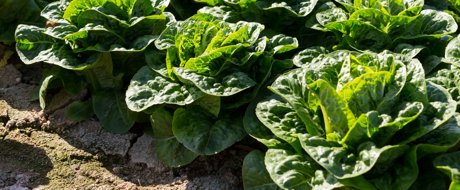 Small baby cos Ralston RZ bright green lettuce heads planted in the field