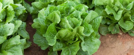 Lettuce variety Maximus RZ, green cos lettuce in hard red earth