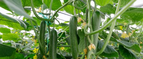 Cucumber, multi fruits on the same vine, hanging in the greenhouse