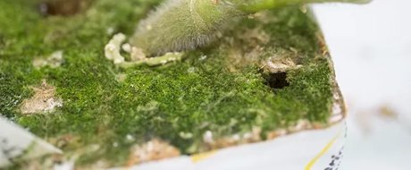 Close up of a grafted tomato stem