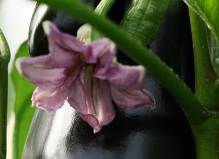 Kesia RZ, the first CleanLeaf® aubergine variety