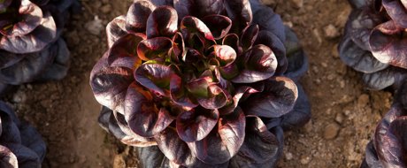 Photo of dark red lettuce taken from above, growing in dirt. Shiny butter leaves. 