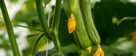 Lebanese cucumber growing on vine