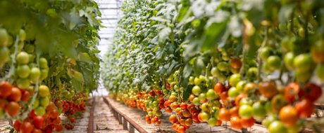 Tomato plants in a greenhouse, with many trusses of fruit 