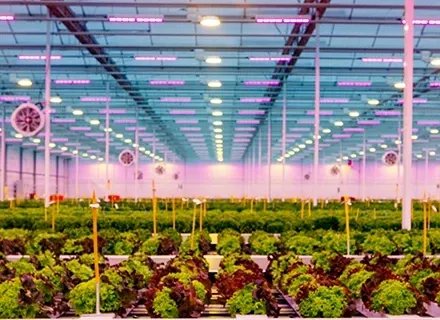 Kassen Prinsenland pioneers at Fruit Logistica story