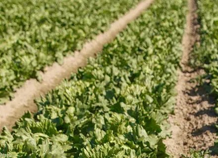 Field of iceberg lettuce heads