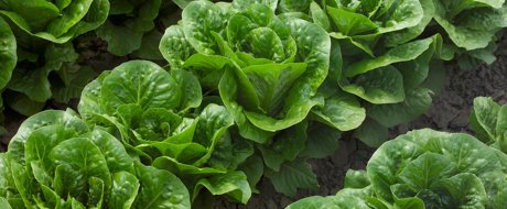 Dark green cos lettuce growing in the field