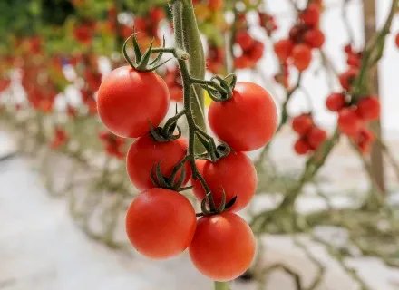 Results from our ToBRFV-resistant tomato varieties exceed expectations