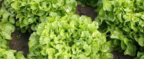Bright green whole head of oak lettuce growing in the field