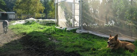 Five Tales Farm Greenhouse and dogs 