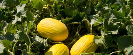 Rijk Zwaan USA's Mixed Melon Program