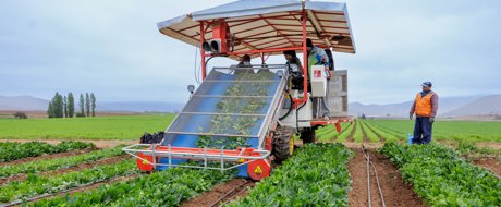 Farm workers or machinery harvesting fresh spinach in an open field under daylight, showcasing the scale and precision of Rijk Zwaan’s future-proof spinach varieties in real-world conditions