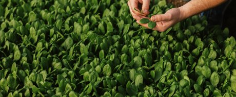 Babyleaf spinach