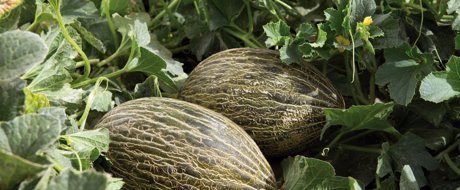 Rijk Zwaan USA’s Mixed Melon Program