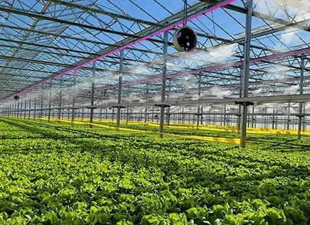 Salanova lettuce is unique in the marketplace Greenhouse