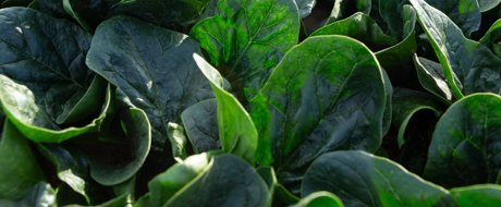 Photo of spinach variety silverside RZ growing upright baby leaf in the field