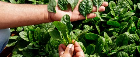Param's hands holding dark green leaves of Stoat RZ