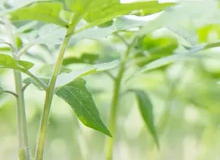 Rootstock