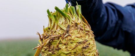 小众特菜根芹上新！高营养+高溢价，今年种植的潜力爆款-1