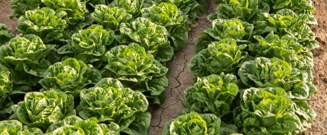 Nice cos lettuce growing upright in the field with a bright green colour in the sun 