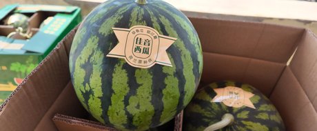  瑞克斯旺中国首个商业化西瓜品种【佳音西瓜】问世！